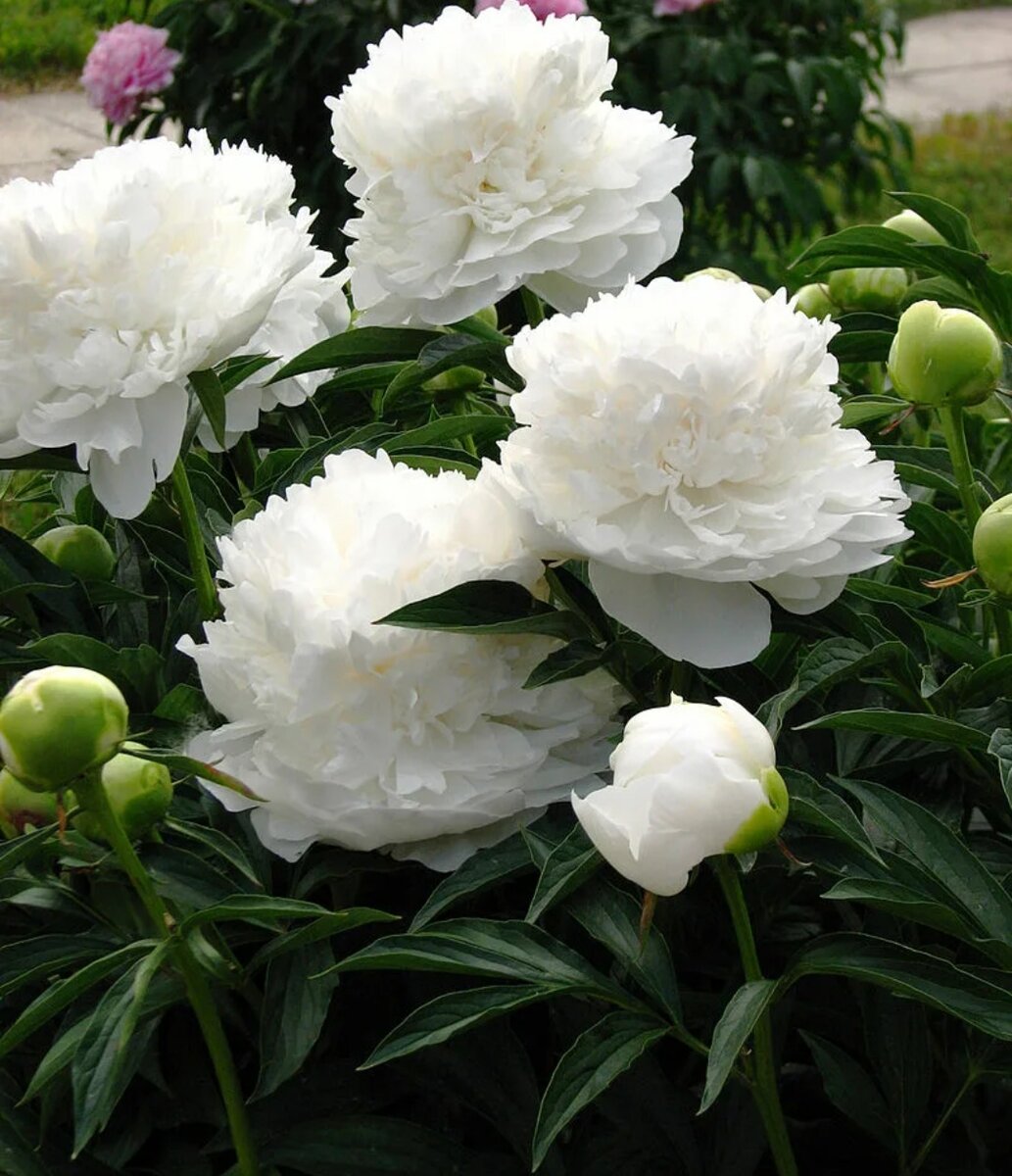 Пион Paeonia