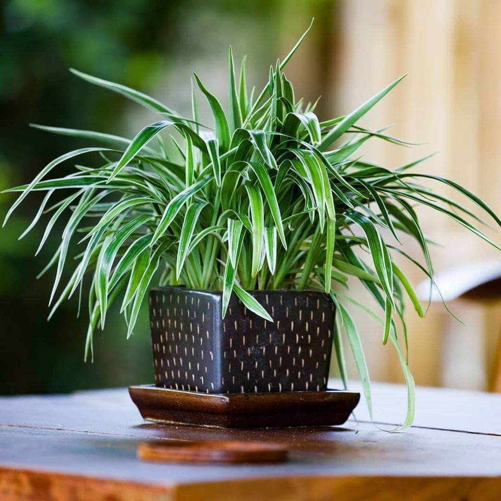 Фото с сайта: flowwill.ru