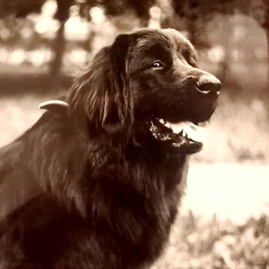 Моя собака породы ньюфаундленд. Именно с нее я сняла больше 50 клещей после получасовой прогулки по лесу