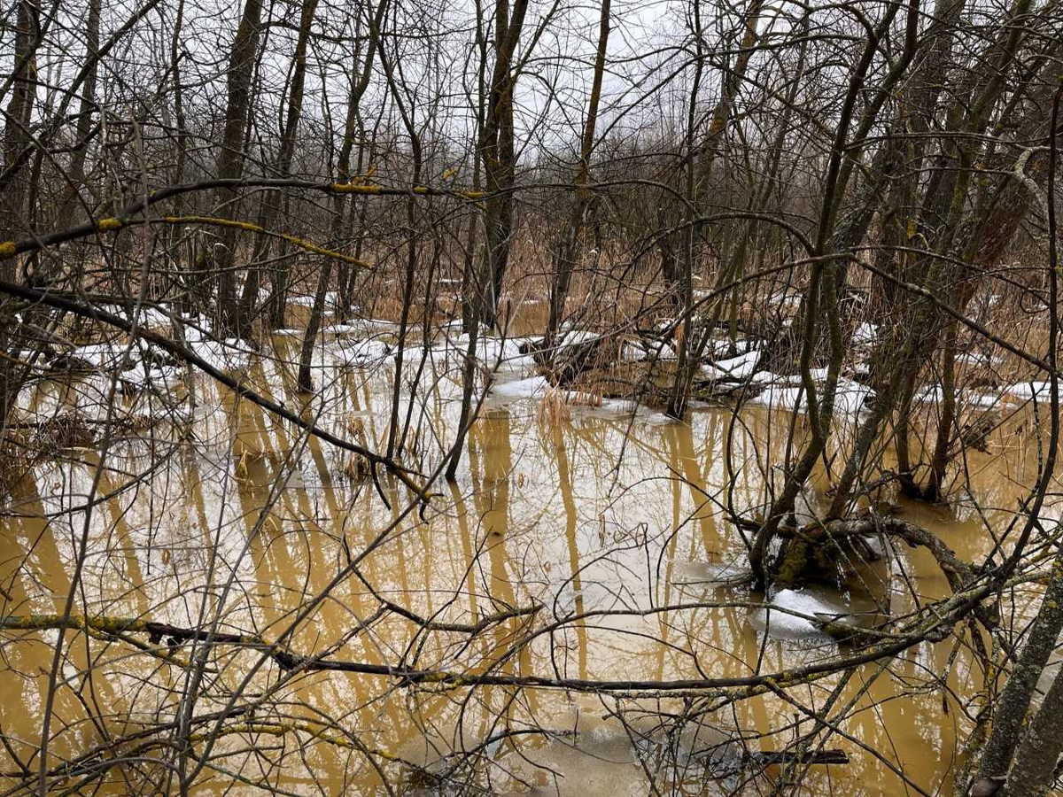 Талая вода в западине. Фото: Почвенный институт им. В. В. Докучаева