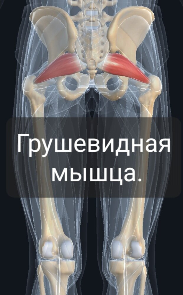 Грушевидная мышца. | Заметки спортивного врача. | Дзен