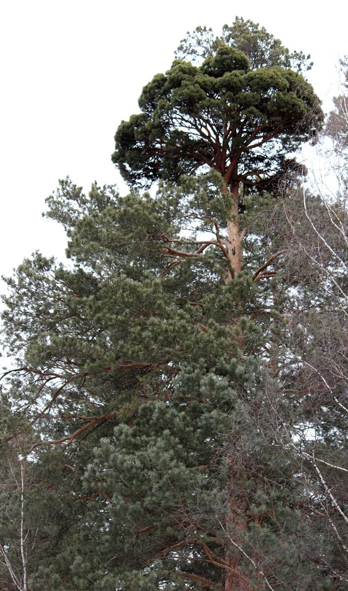 Сосна обыкновенная (Pinus sylvestris), декоративные сорта нашей селекции |  Декоративные древесные растения для Сибири | Дзен