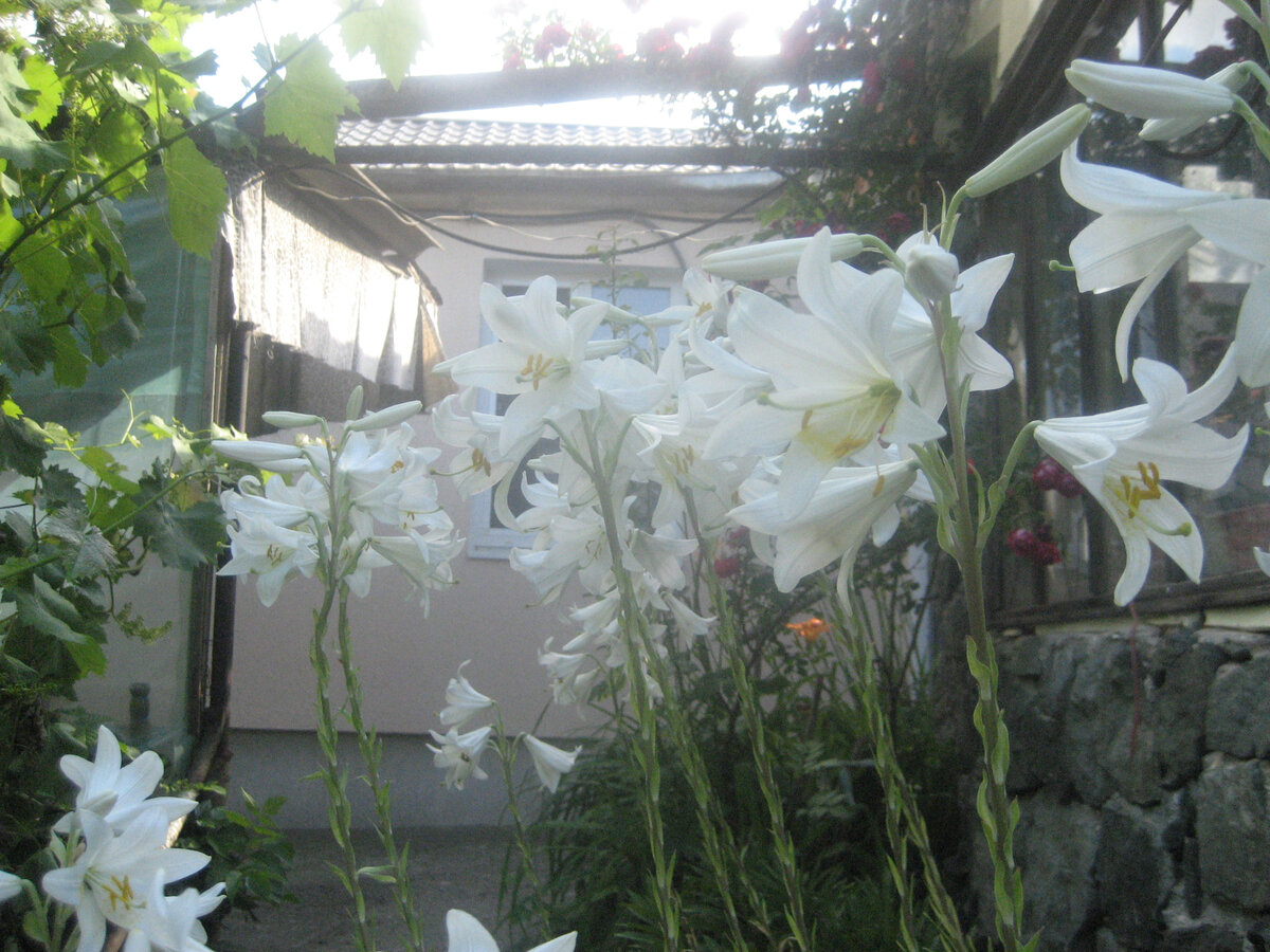 Из лепестков лилии делаю настойку на спирту против ожогов, ран. 