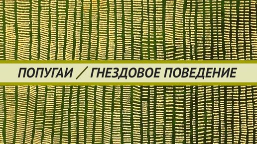 Регуляция гнездовой активности попугаев. Как избежать яйцекладки и повысить активность при лечении попугайчиков.