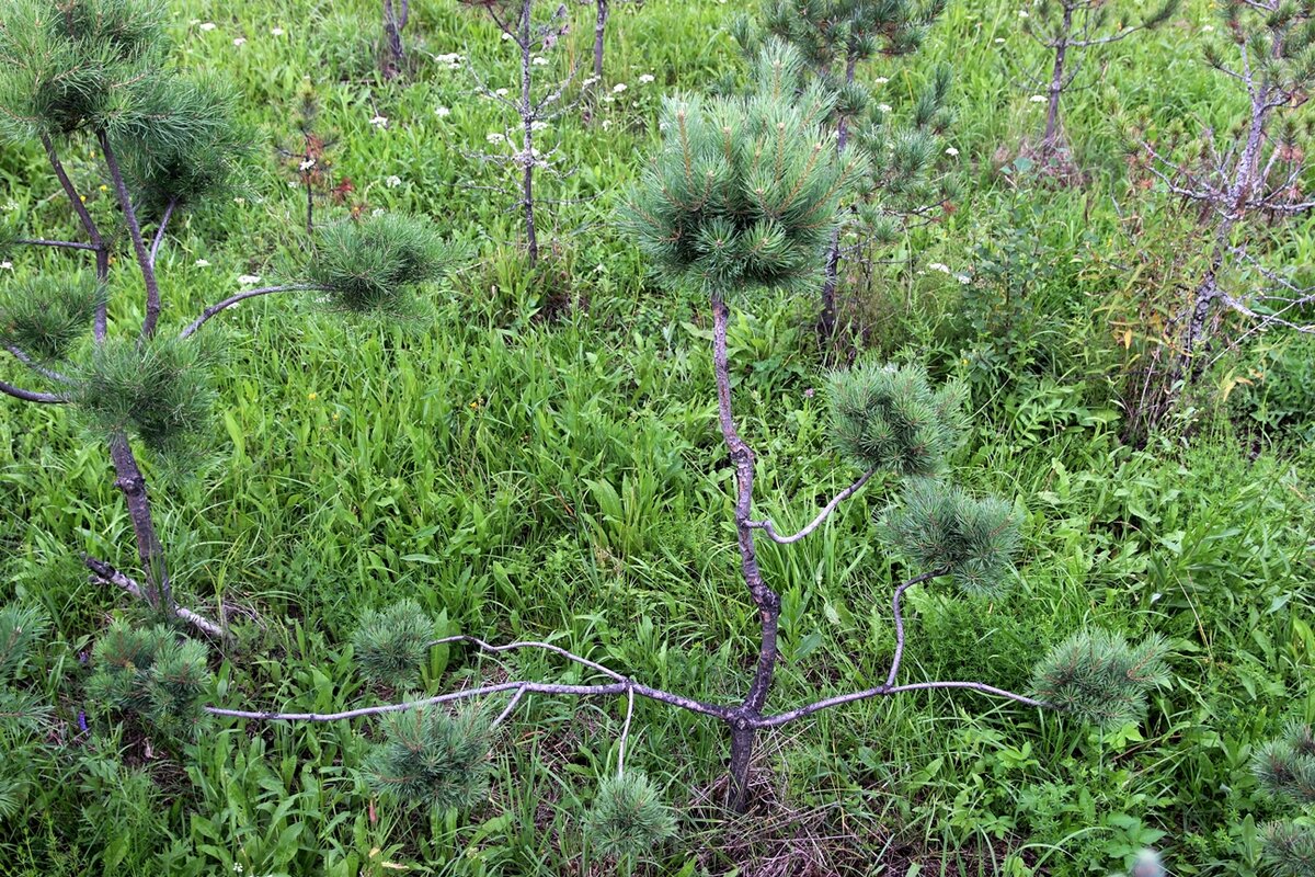 Дендроарт на основе сорта 012 ‘Ваня’, Высота 1,8 м, 8 прививок. Прививать начали в возрасте 12 лет, 5 лет назад. Общий возраст 17 лет. Работа над формированием деревца практически закончена. Прививкам осталось набрать силу и красоту. 