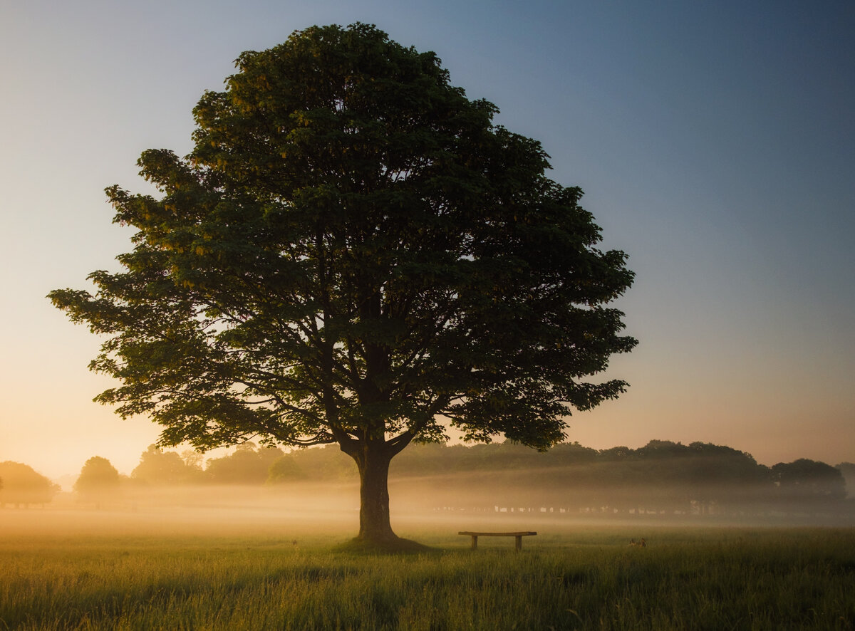 Dream trees