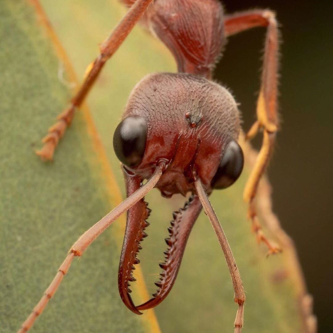 Муравьи-бульдоги (Myrmecia) – одни из самых опасных муравьёв на планете. |  Paleo-end-arthropods (Доисторическая фауна и членистоногие) | Дзен