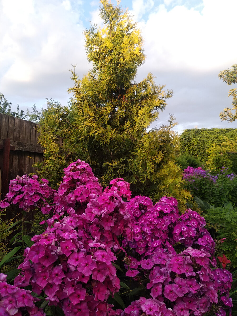 Туя западная Санкист (Thuja occidentalis Sunkist)
