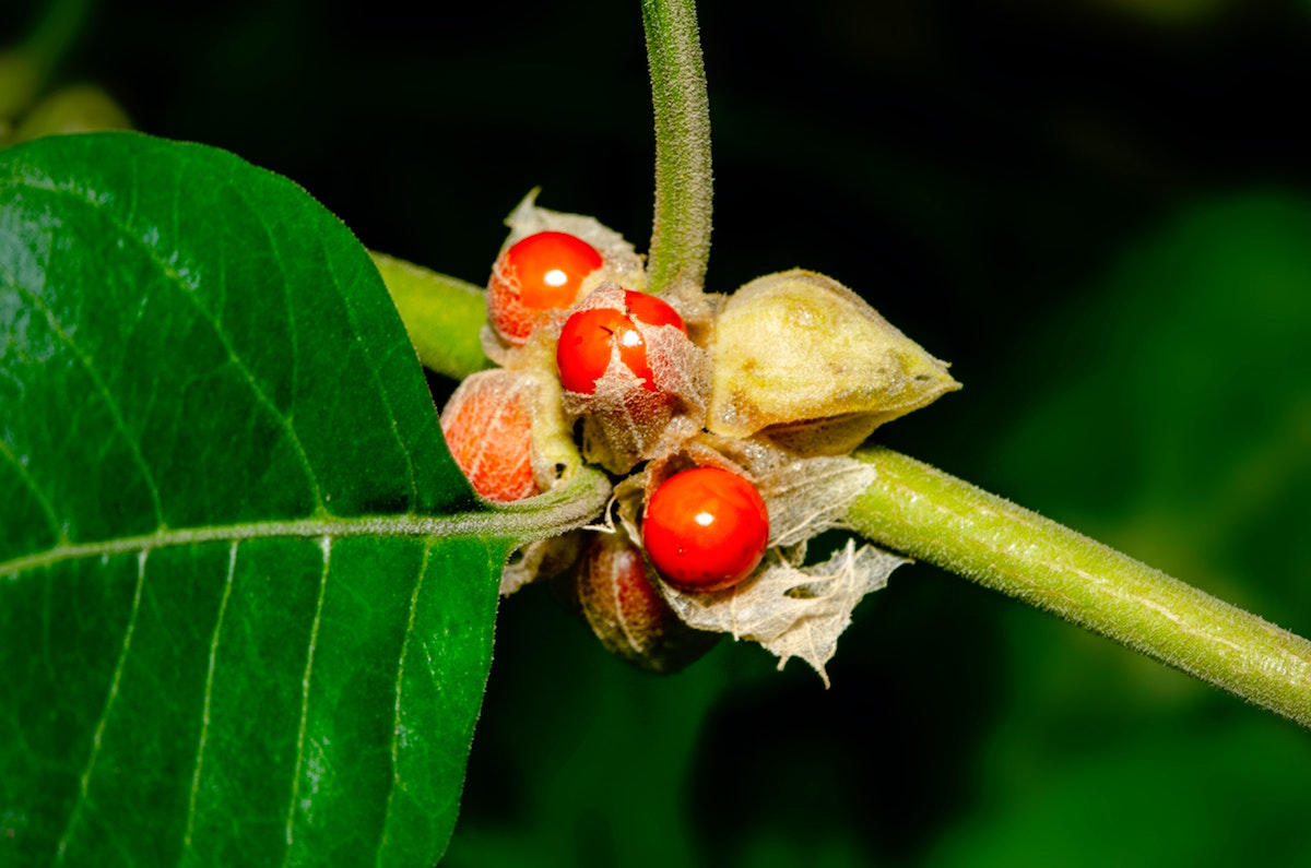 Withania somnifera