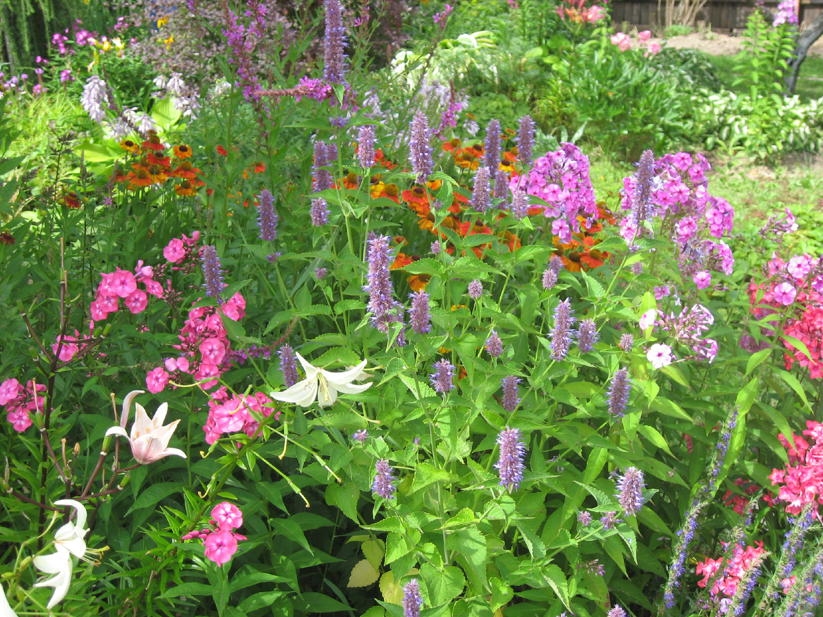 Лофант анисовый (Agastache foeniculum)
