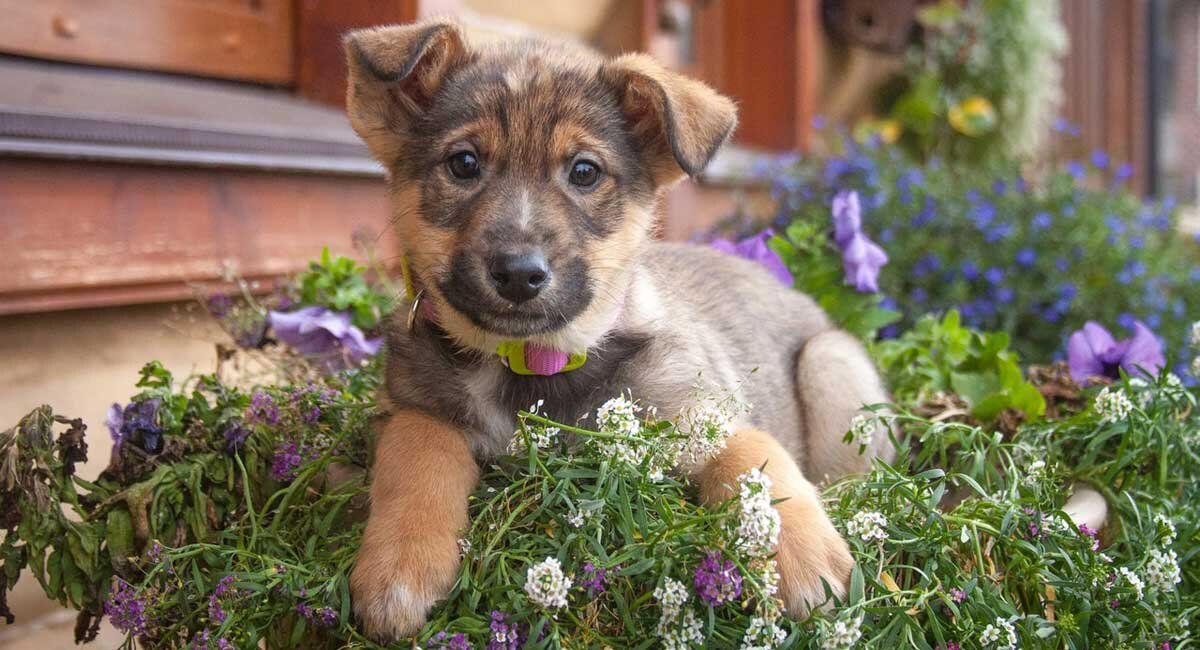 Фото с shopingdog.ru для примера