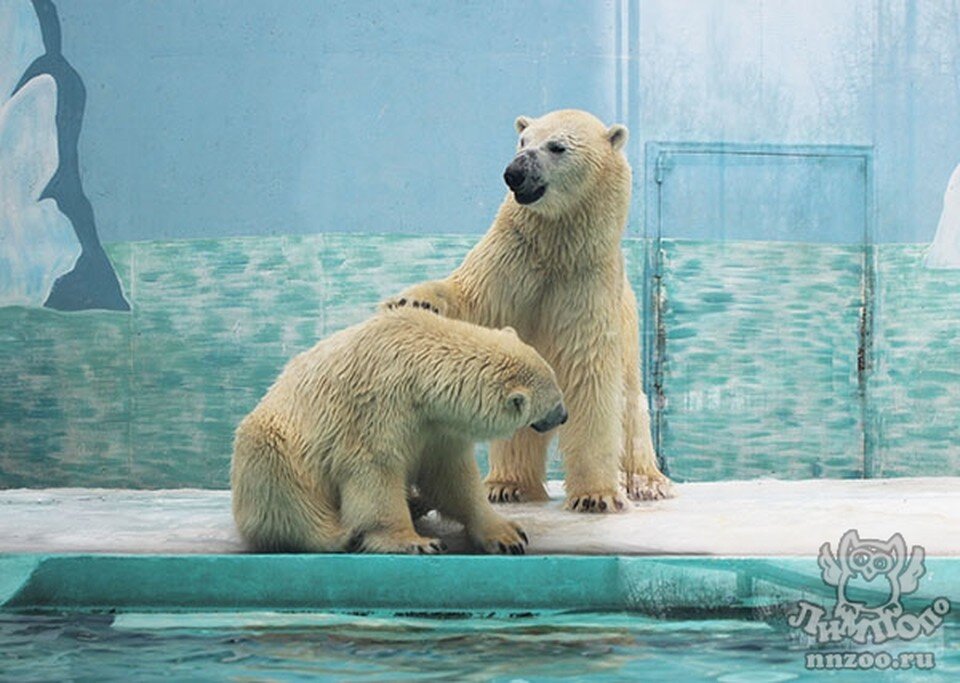     Фото: зоопарк «Лимпопо»