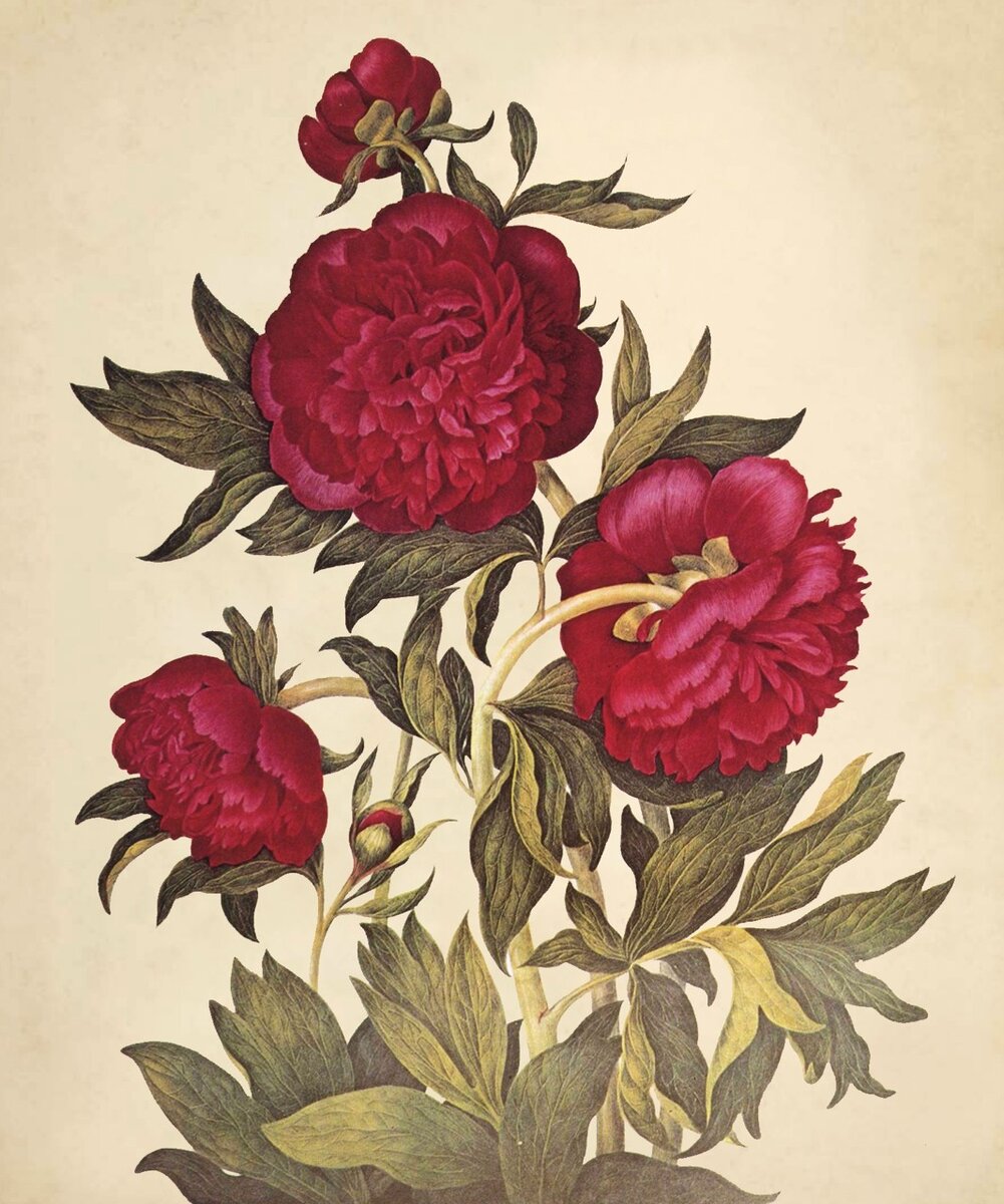 Paeonia Officinalis; Клара Поуп (1767-1838)  📷
