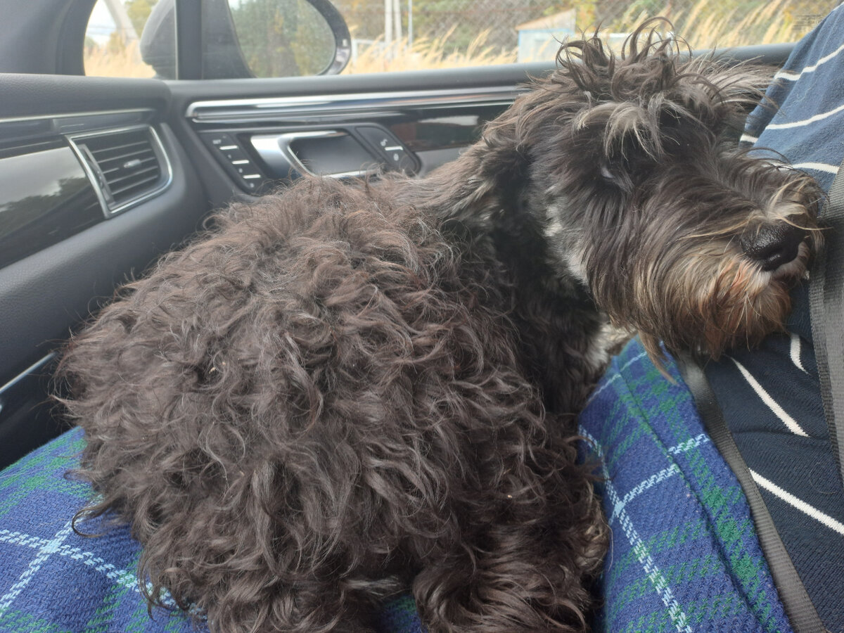 Первая поездка от заводчицы 