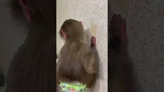 Гамадрил Люська и компания в ТАЙГАНЕ | РЖАКА! Люська пьёт кофе, а потом ...