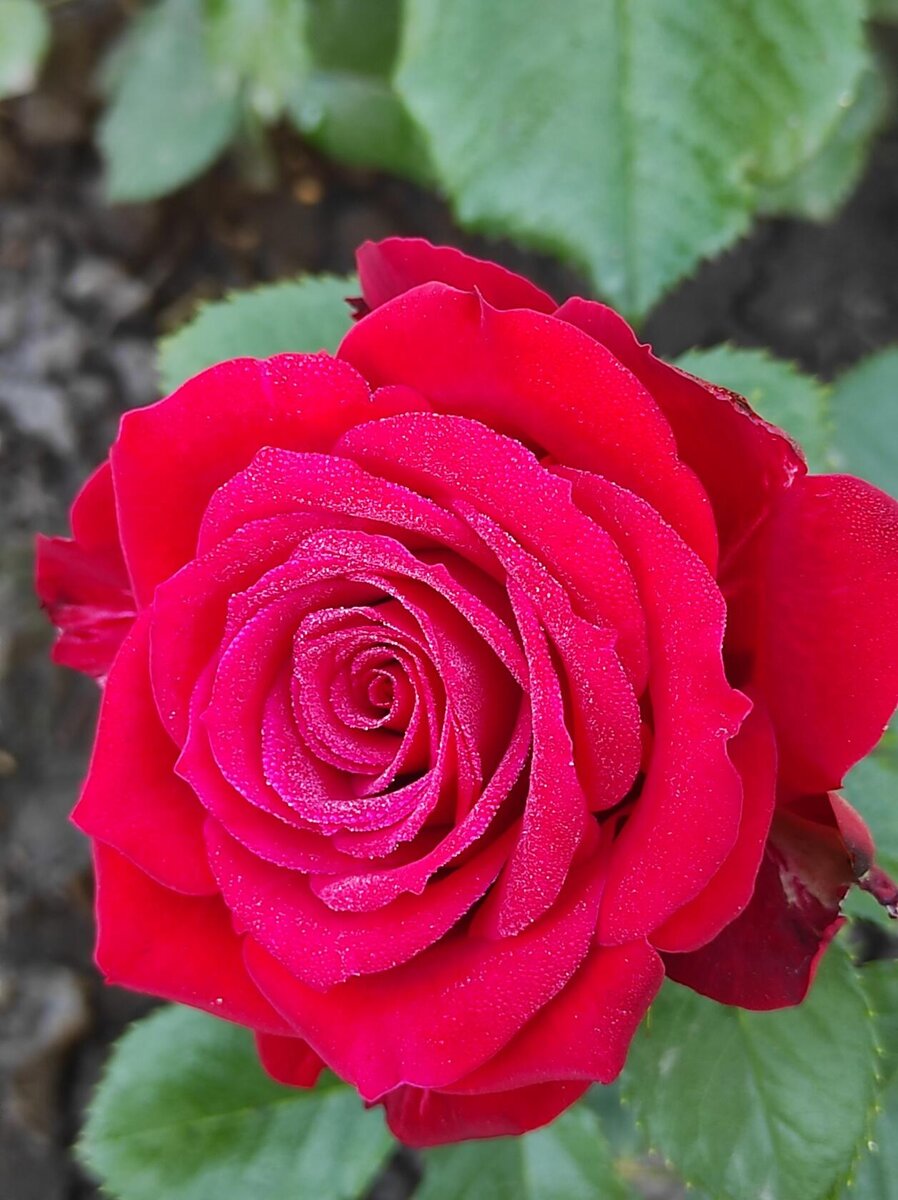 Красные розы.🌹🌹🌹👌☺️ классика в саду. | Розарий🌹Ангелочек | Дзен