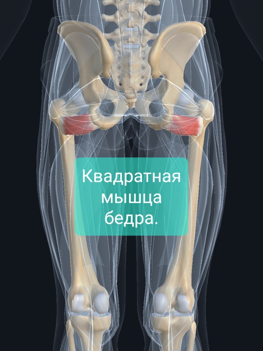 Внутренние ротаторы бедра мышцы