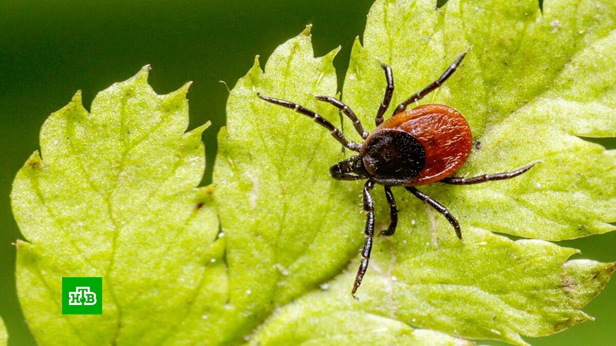    Кома, паралич и годы реабилитации: чем опасны клещи