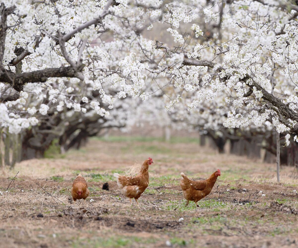     Китаец до смерти напугал более 1000 кур и получил за это 6 месяцев тюрьмы