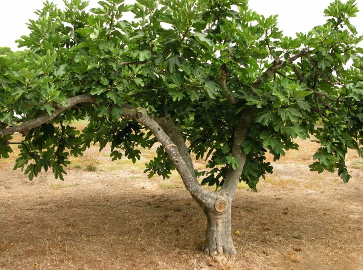 Смоковница (инжир)