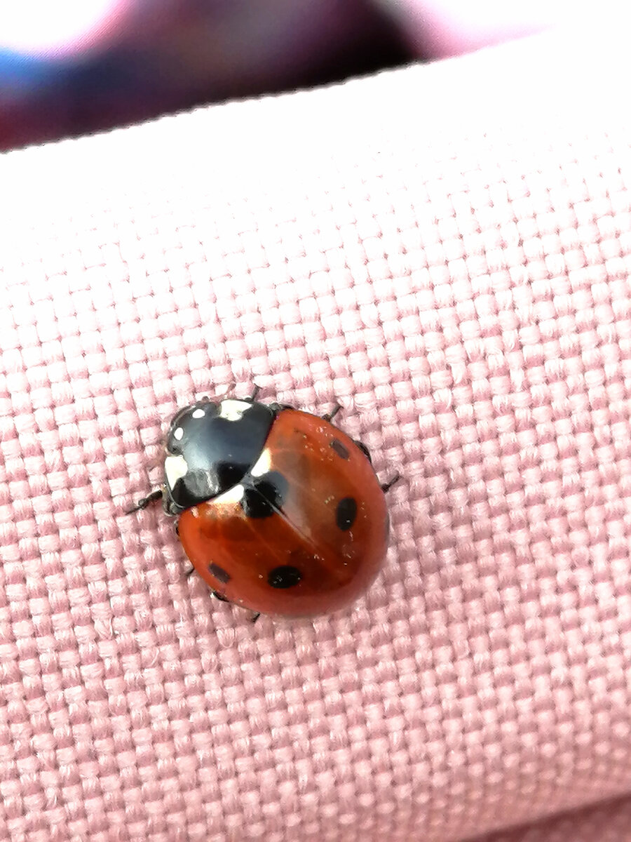 Божья коровка 🐞