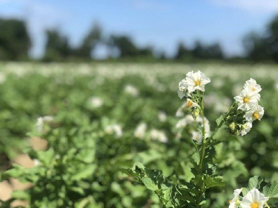     Почти 3 миллиона направят на поддержку дачников в Хабаровском крае. ФОТО: минсельхоз Хабаровского края