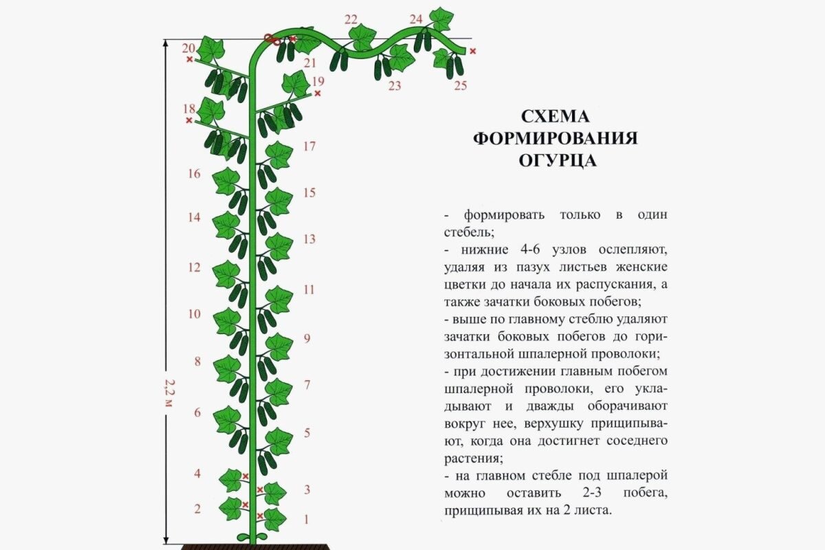 Как вырастить огурцы на подоконнике в домашних условиях зимой и летом