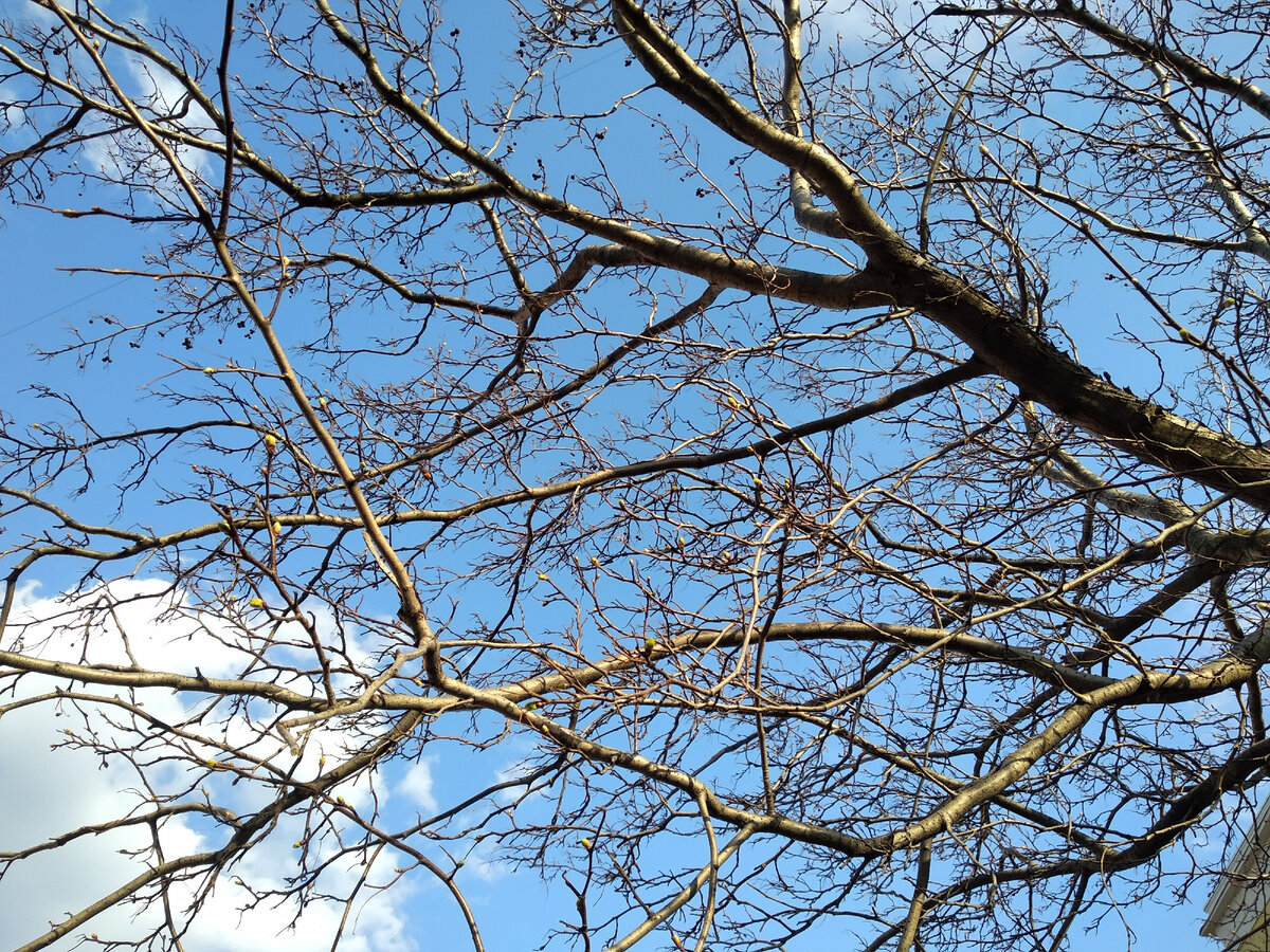 "Обезжиренные" веточки)) примерно моя цель)