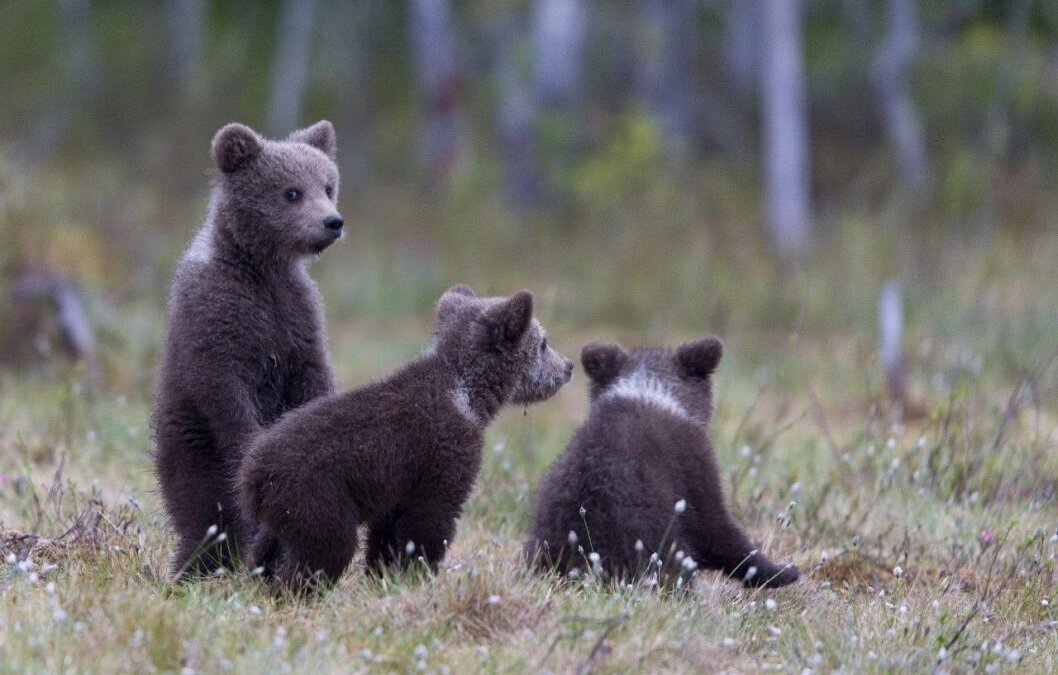 Госохотдепартамент Тюменской области📷
