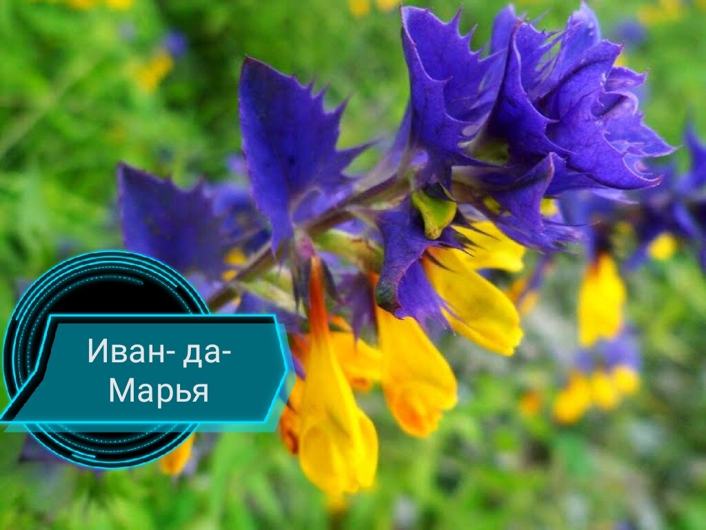 Травяные обереги для дома и семьи-2🌿🌾☘️ | Таро Портал✨💫 | Дзен