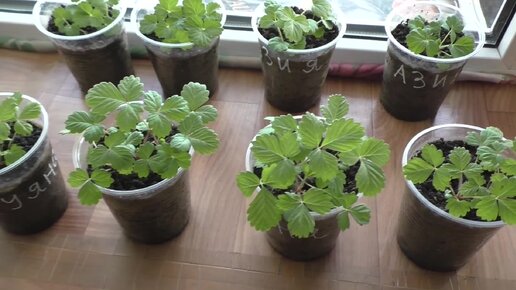 Моей рассаде клубники из семян три месяца, опыт выращивания.