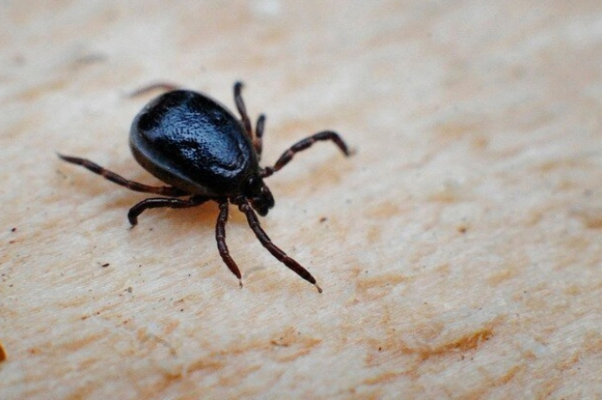    В Новосибирске с 15 апреля начнут обрабатывать парки от клещей