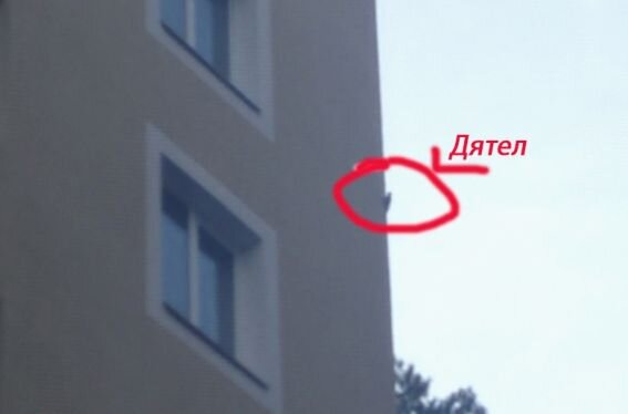 На этом фото зафиксирован дятел, который решил поселиться в теплом теплоизоляционном слое многоэтажного дома