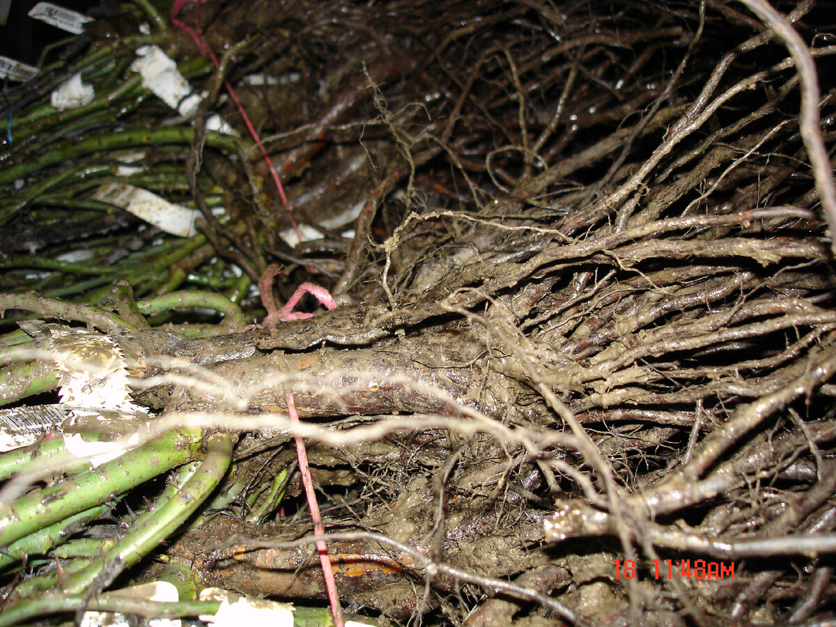 Розы с голым корнем