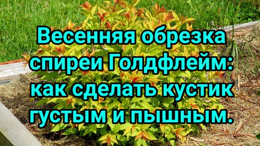 Весенняя обрезка спиреи ГОЛДФЛЕЙМ. Как сделать кустик густым и пышным?