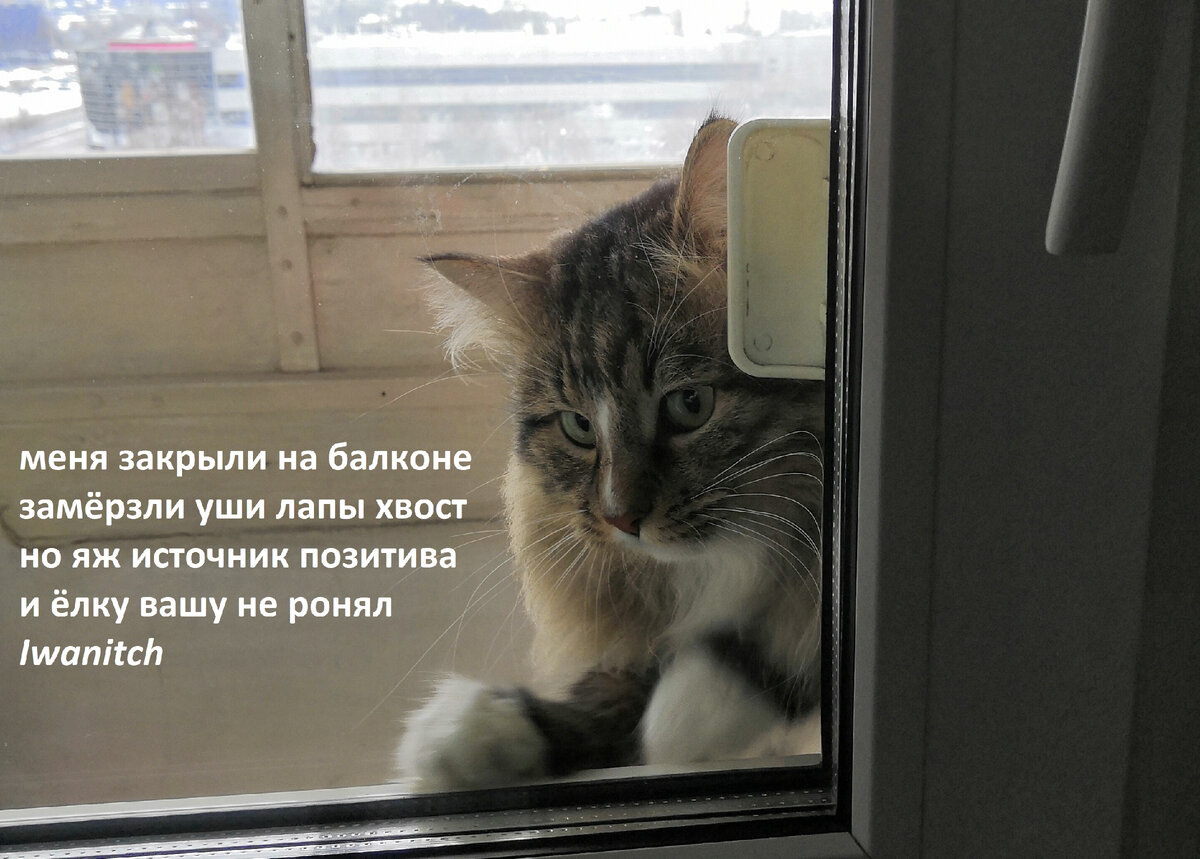 Сначала про Барсика. Появился у нас вот такой котейка, сам пришел летом на даче и прижился. Ёлку он правда не ронял, просто просился с балкона домой.