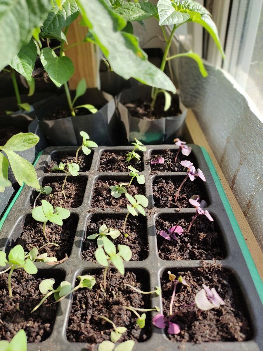 А вот мои малышки - двухнедельная рассада базилика