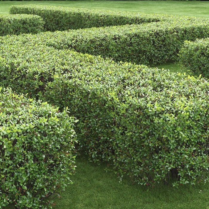 Стена из кизильника (интернет)