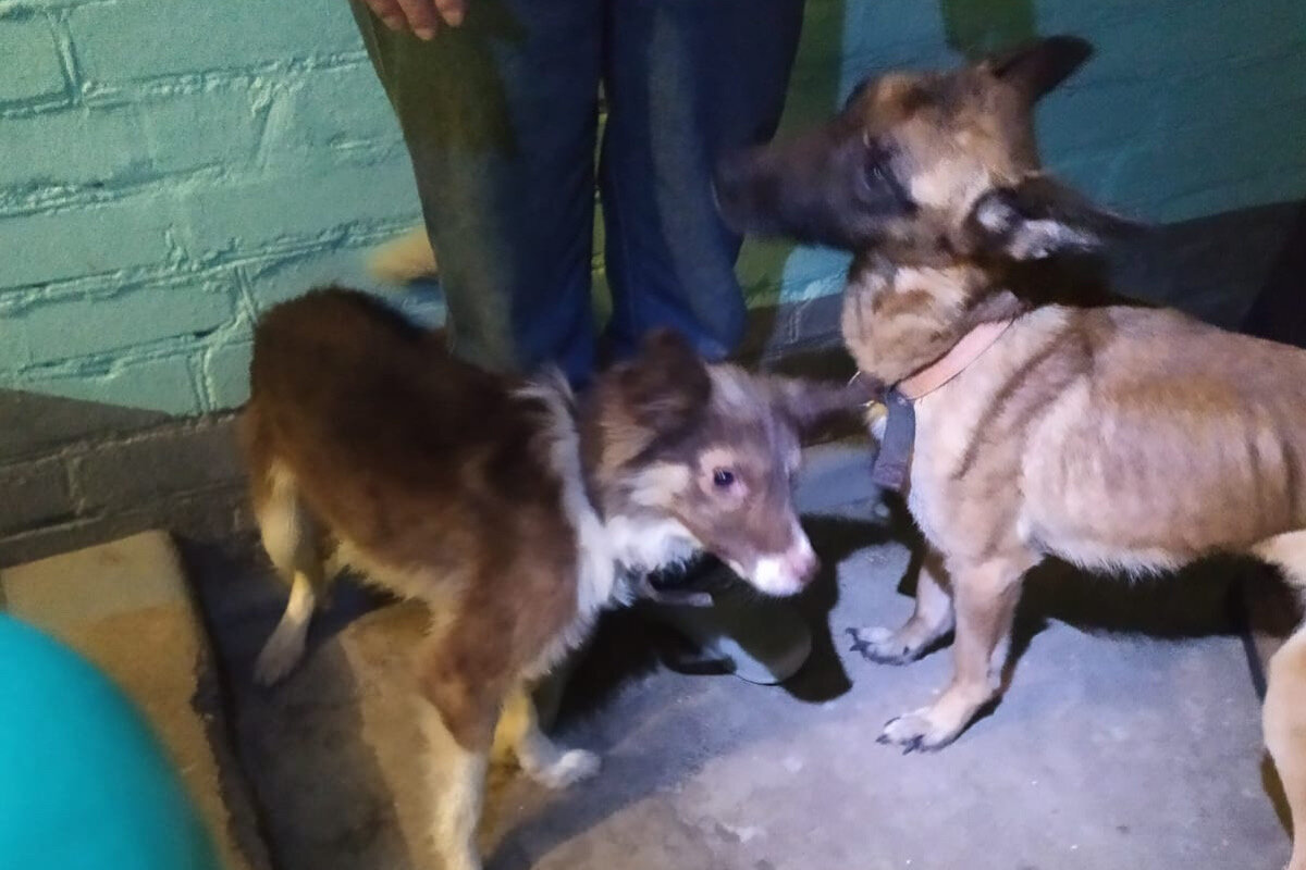 Она его звала Принц, но он больше напоминал маленького нищего оборванца ...