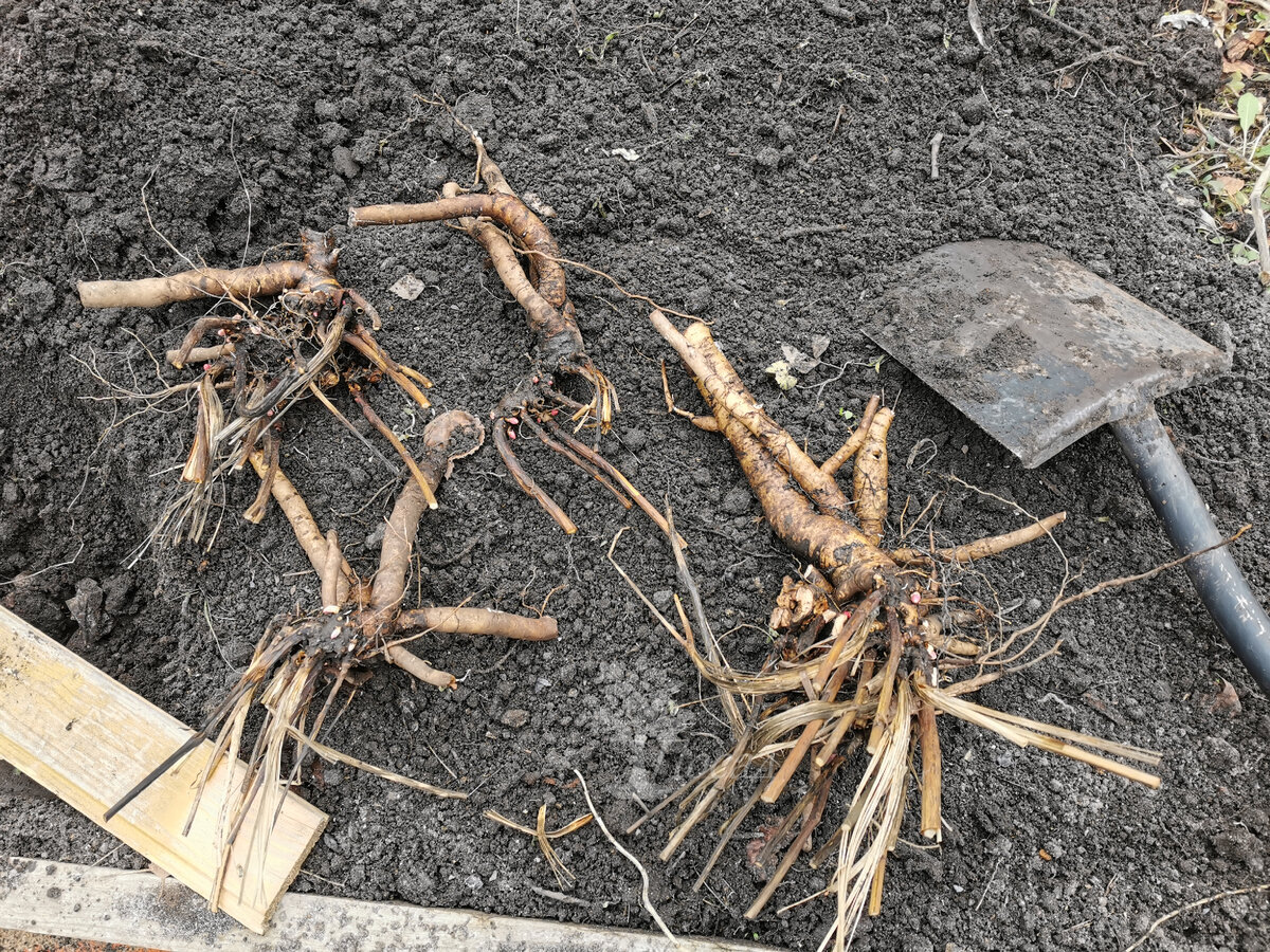 Посмотрите, какие мощные запасающие корни! И торчат они в разные стороны. Лопата - для масштаба обычная штыковая. Всасывающие корешки расположены в основном на периферии куста. 