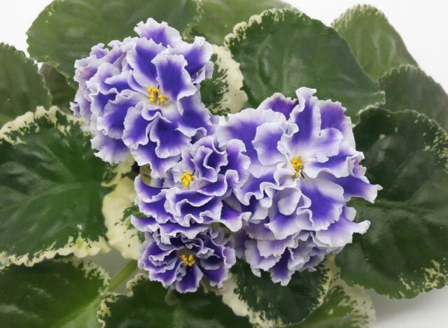 ���� ���-������ �������. � pibig  📷
