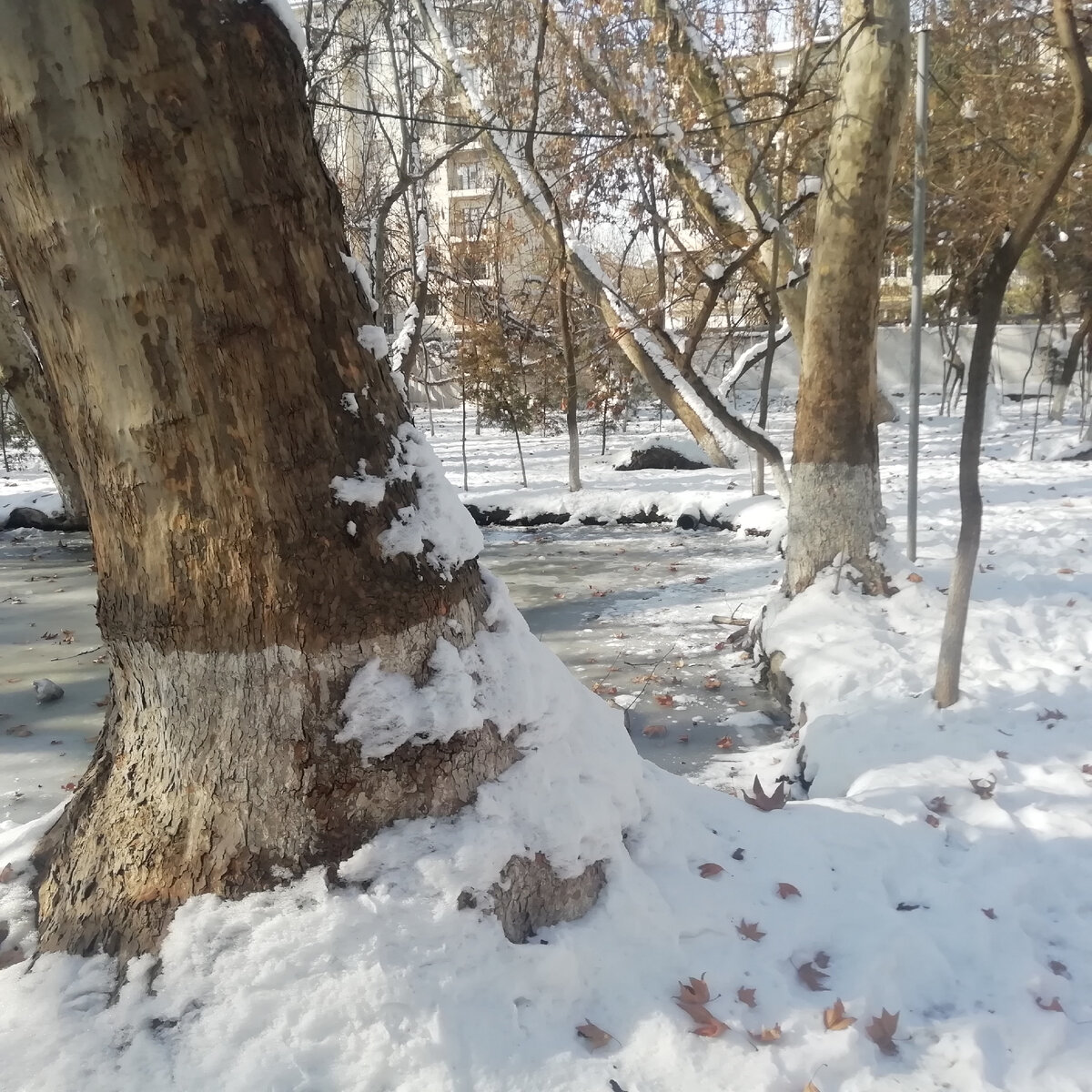 Снег и тишина вроде...