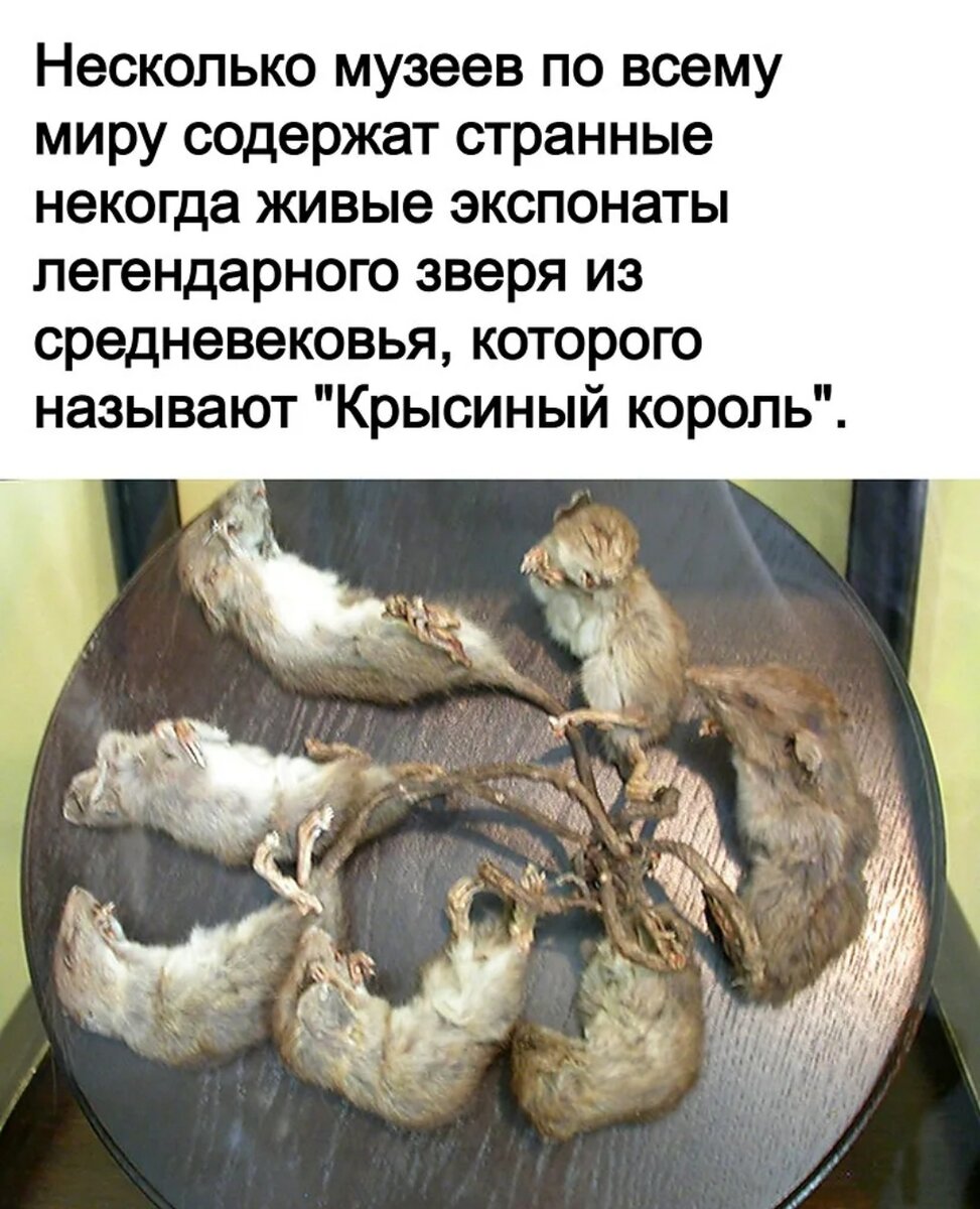 Мышиный король в жизни фото