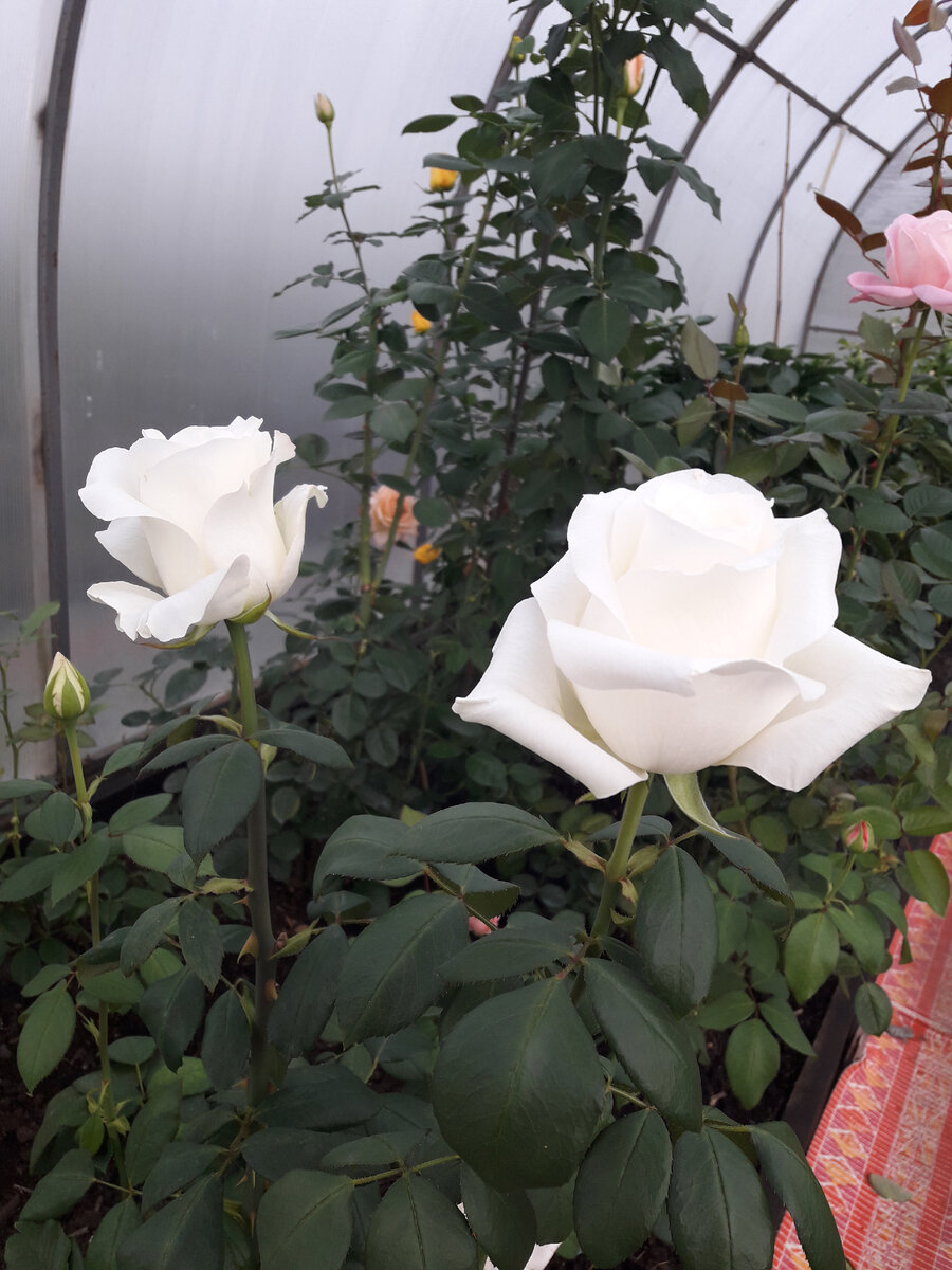 16 сентября 2020 г