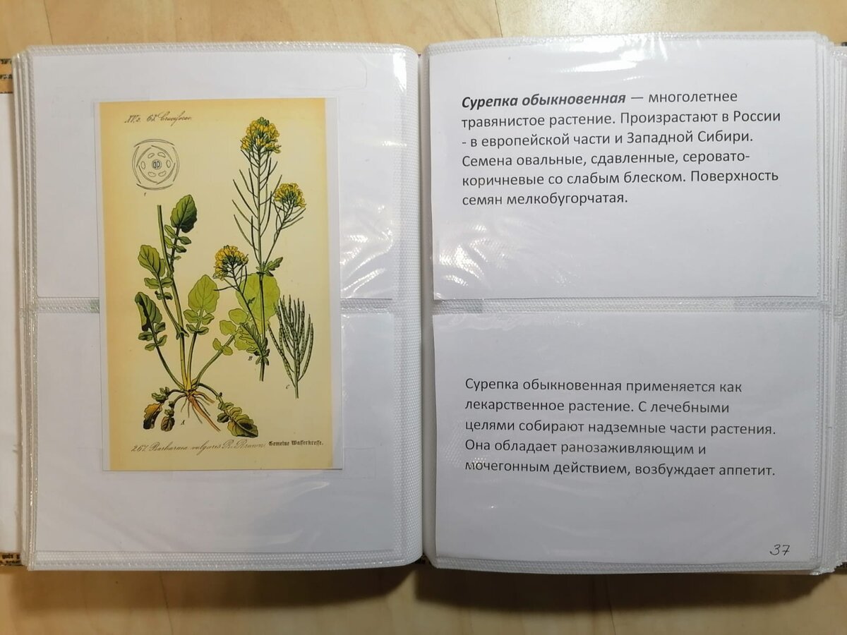 Травы ленинградской области дикорастущие