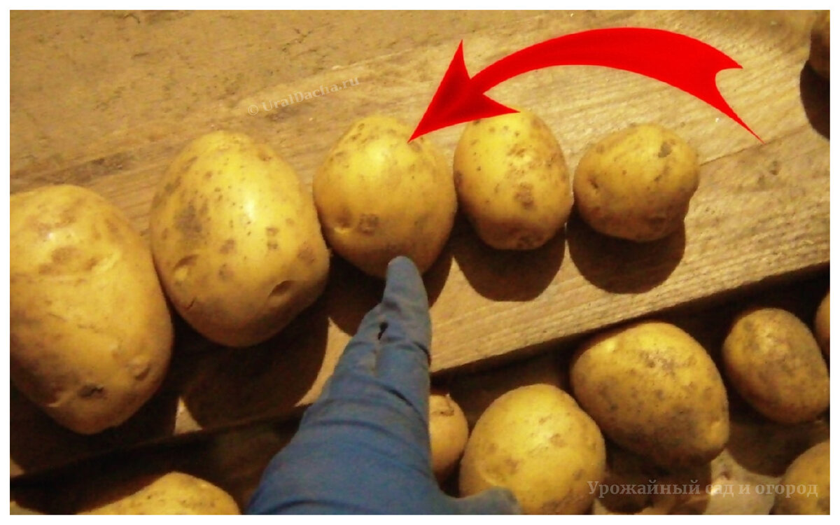 Где берут картофель на посадку опытные огородники