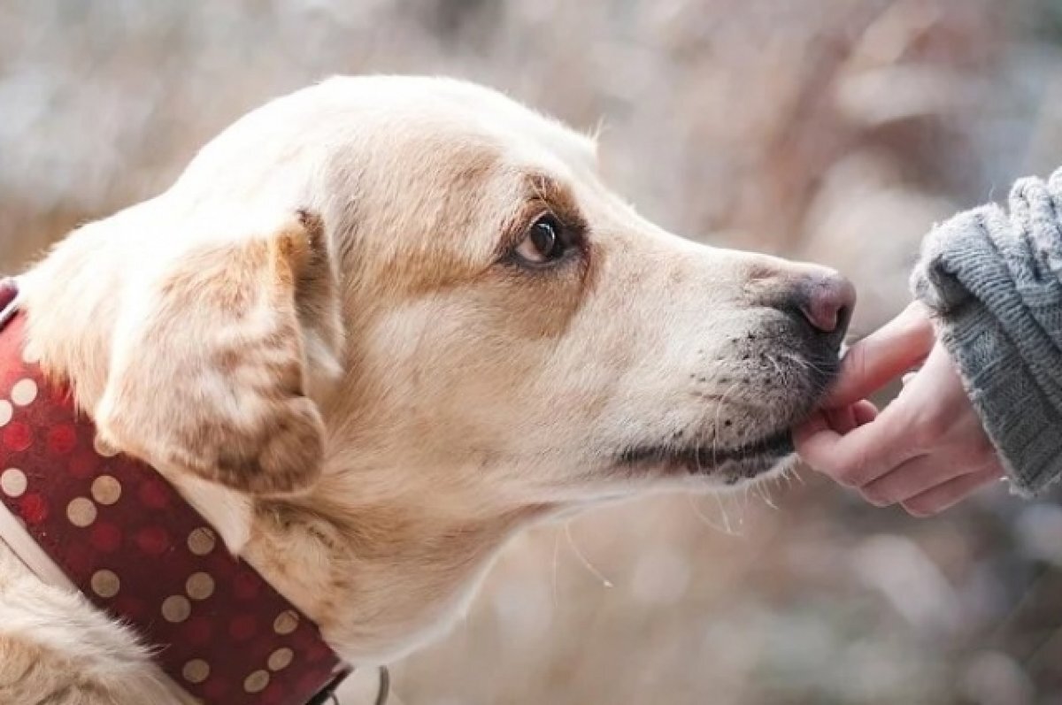    Предложения изменений в закон о животных от Оренбуржья направлены в Госдуму и Совфед.