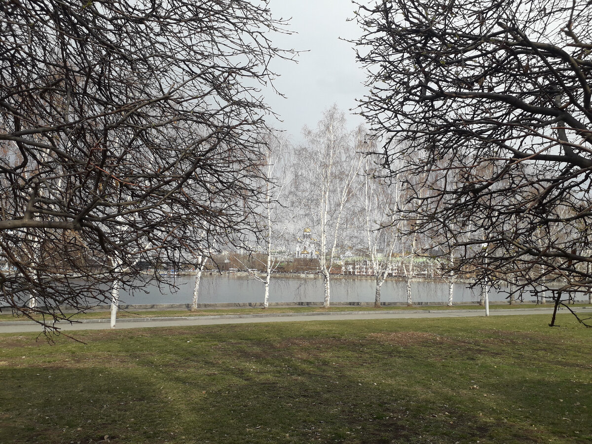 Свернём в аллею, засаженную декоративными яблонями с шарообразно подстриженными кронами в сквер у Городского пруда. Фото автора.