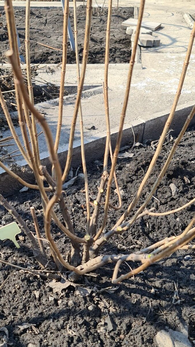 Удалила все тонкие веточки