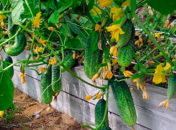 Выращивание огурцов